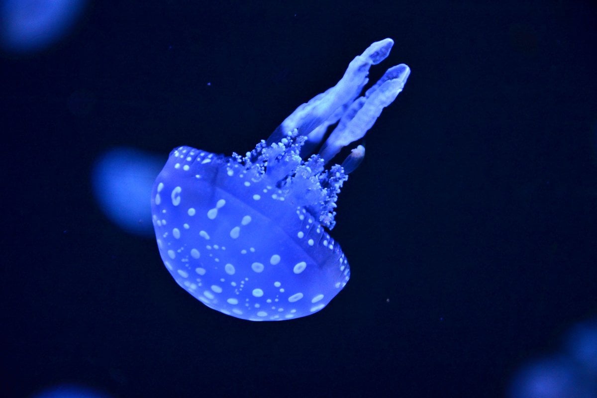 National Aquarium - Gallery Image 1